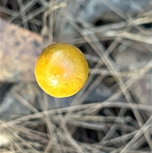 Protostropharia semiglobata at Moruya, NSW - suppressed