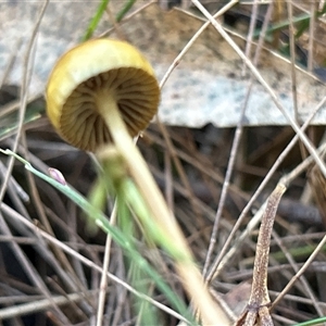 Protostropharia semiglobata at Moruya, NSW - suppressed
