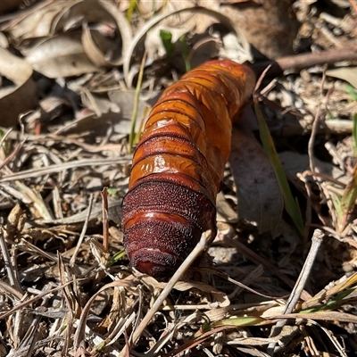 Hepialidae (family) (Unidentified Swift or Ghost Moth) at Molonglo, ACT - 1 May 2025 by Jennybach