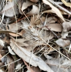 Cynosurus echinatus (Rough Dog's Tail Grass) at Taylor, ACT - 29 Apr 2025 by Jennybach