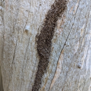 Papyrius nitidus at Holder, ACT - Today by Miranda