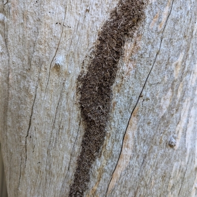 Papyrius nitidus at Holder, ACT - Yesterday by Miranda