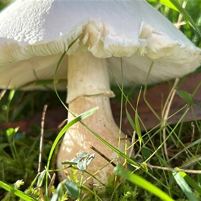 Unverified Fungus by LisaH