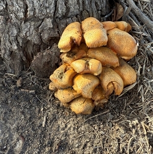 Unverified Fungus at Whitlam, ACT - Today by LouiseSproule