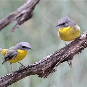 Eopsaltria australis at Chiltern Valley, VIC - 26 Apr 2025 by PaulF