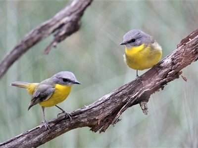 Eopsaltria australis (Eastern Yellow Robin) at Chiltern Valley, VIC - 26 Apr 2025 by PaulF