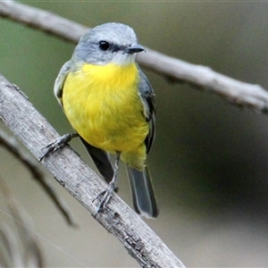 Eopsaltria australis at Chiltern Valley, VIC - 26 Apr 2025 02:41 PM