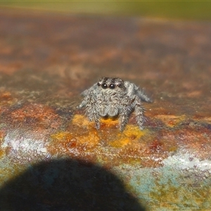 Unverified Jumping or peacock spider (Salticidae) by Csteele4