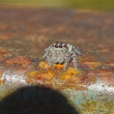Unverified Jumping or peacock spider (Salticidae) by Csteele4
