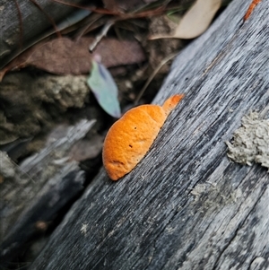 Trametes coccinea by Csteele4