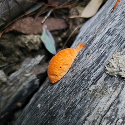 Trametes coccinea by Csteele4
