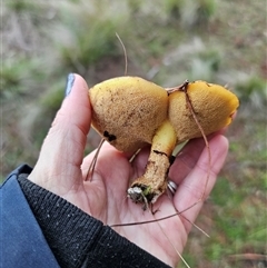 Suillus luteus by Csteele4
