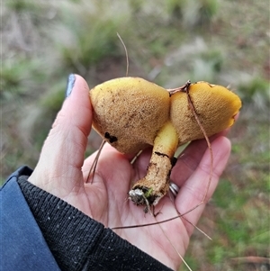 Suillus luteus by Csteele4