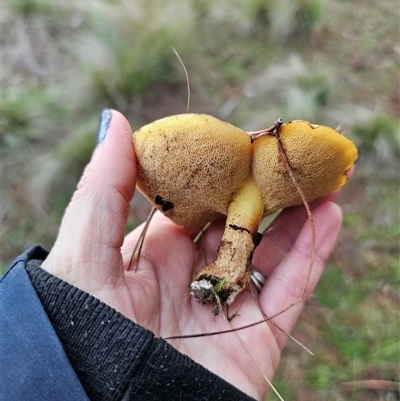 Suillus luteus by Csteele4