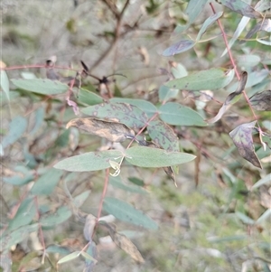 Eucalyptus radiata subsp. radiata (Narrow-leaved Peppermint) by Csteele4