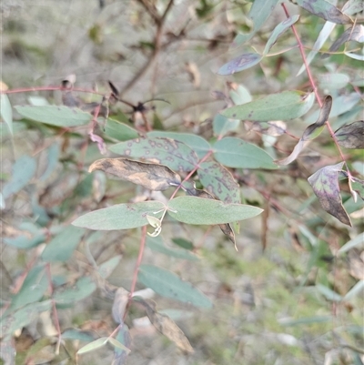 Eucalyptus blakelyi by Csteele4