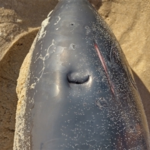 Tursiops truncatus at Port Macquarie, NSW - Today by NJ