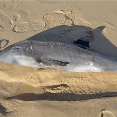 Dolphin-unknown species at Port Macquarie, NSW - 4 May 2025 03:24 PM