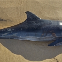 Dolphin-unknown species at Port Macquarie, NSW - 4 May 2025 03:24 PM