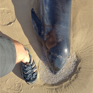 Dolphin-unknown species at Port Macquarie, NSW - 4 May 2025 03:24 PM