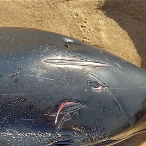 Dolphin-unknown species at Port Macquarie, NSW - 4 May 2025 03:24 PM