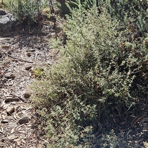 Pomaderris pallida (Pale Pomaderris) at Kambah, ACT - Today by BethanyDunne