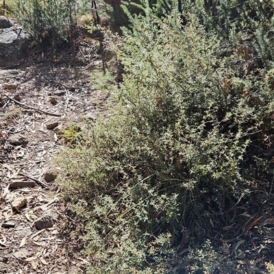 Pomaderris pallida (Pale Pomaderris) at Kambah, ACT - Yesterday by BethanyDunne