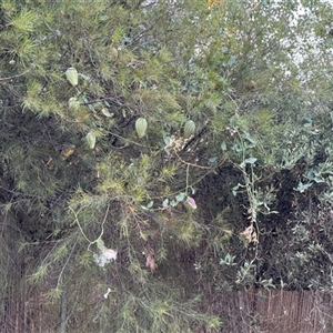 Araujia sericifera (Moth Plant) at Kambah, ACT - Today by Jaff067