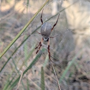 Trichonephila edulis (Golden orb weaver) at Aranda, ACT - Today by Lens