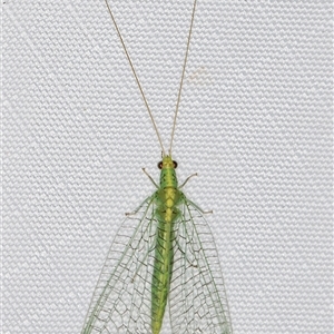 Apertochrysa edwardsi (A Green Lacewing) at Melba, ACT - 1 May 2025 by kasiaaus