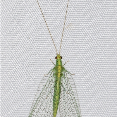 Apertochrysa edwardsi (A Green Lacewing) at Melba, ACT - 1 May 2025 by kasiaaus
