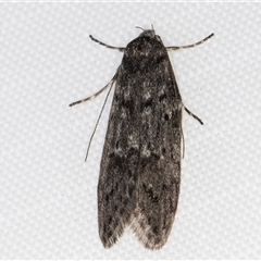 Philobota philostaura (A Concealer moth (Philobota group)) at Melba, ACT - 1 May 2025 by kasiaaus