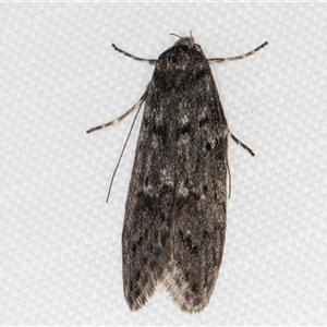 Philobota philostaura (A Concealer moth (Philobota group)) at Melba, ACT - 1 May 2025 by kasiaaus