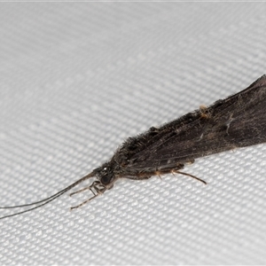 Unverified Caddisfly (Trichoptera) at Melba, ACT - 1 May 2025 by kasiaaus