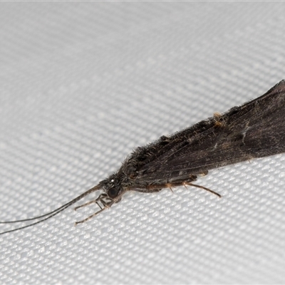 Unverified Caddisfly (Trichoptera) at Melba, ACT - 1 May 2025 by kasiaaus