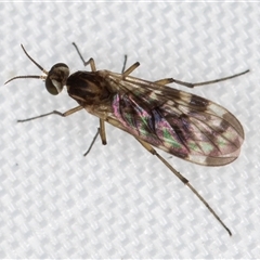 Sylvicola dubius (Wood-gnat) at Melba, ACT - 1 May 2025 by kasiaaus