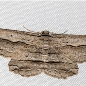 Euphronarcha luxaria (Striated Bark Moth) at Melba, ACT - 1 May 2025 by kasiaaus