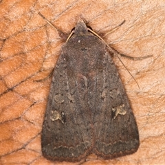 Diarsia intermixta (Chevron Cutworm, Orange Peel Moth.) at Melba, ACT - 1 May 2025 by kasiaaus