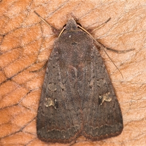 Diarsia intermixta (Chevron Cutworm, Orange Peel Moth.) at Melba, ACT - 1 May 2025 by kasiaaus