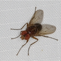 Palpostoma sp. (genus) (Tachinid fly) at Melba, ACT - 2 May 2025 by kasiaaus