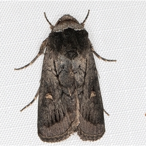 Proteuxoa restituta (Black-bodied Noctuid) at Melba, ACT - 2 May 2025 by kasiaaus