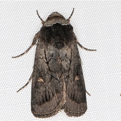 Proteuxoa restituta (Black-bodied Noctuid) at Melba, ACT - 2 May 2025 by kasiaaus