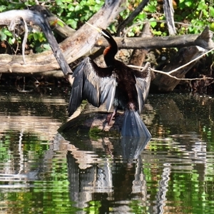 Anhinga novaehollandiae at Fyshwick, ACT - 2 May 2025 by MB