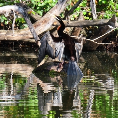 Anhinga novaehollandiae at Fyshwick, ACT - 2 May 2025 by MB