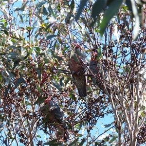 Callocephalon fimbriatum at Cotter River, ACT - Today by MB