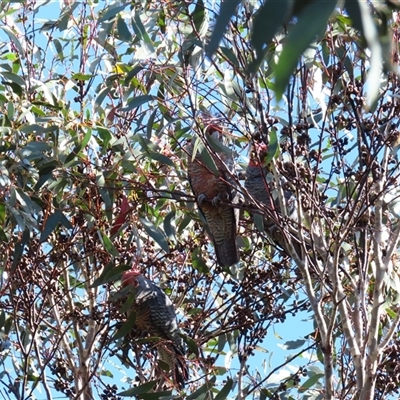 Callocephalon fimbriatum at Cotter River, ACT - Yesterday by MB