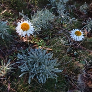 Leucochrysum alpinum at Cotter River, ACT - Today by MB