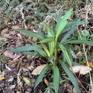 Unverified Plant at Bootawa, NSW - Yesterday by pgleadow