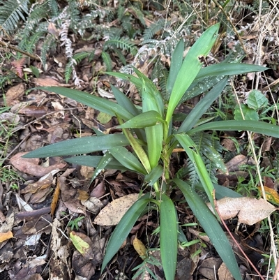 Unverified Plant at Bootawa, NSW - 3 May 2025 by pgleadow