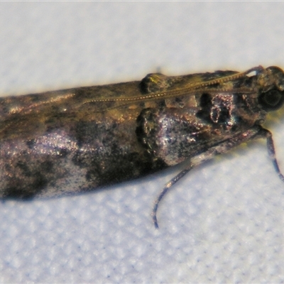 Conobathra hemichlaena (A Pyralid moth (Phycitinae)) by PJH123